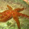 Coscinasterias tenuispina